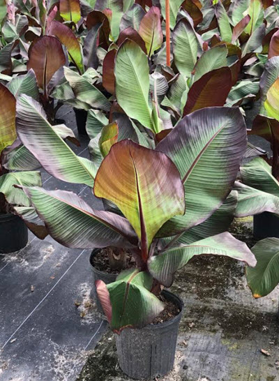 Ensete Maureli Red Banana